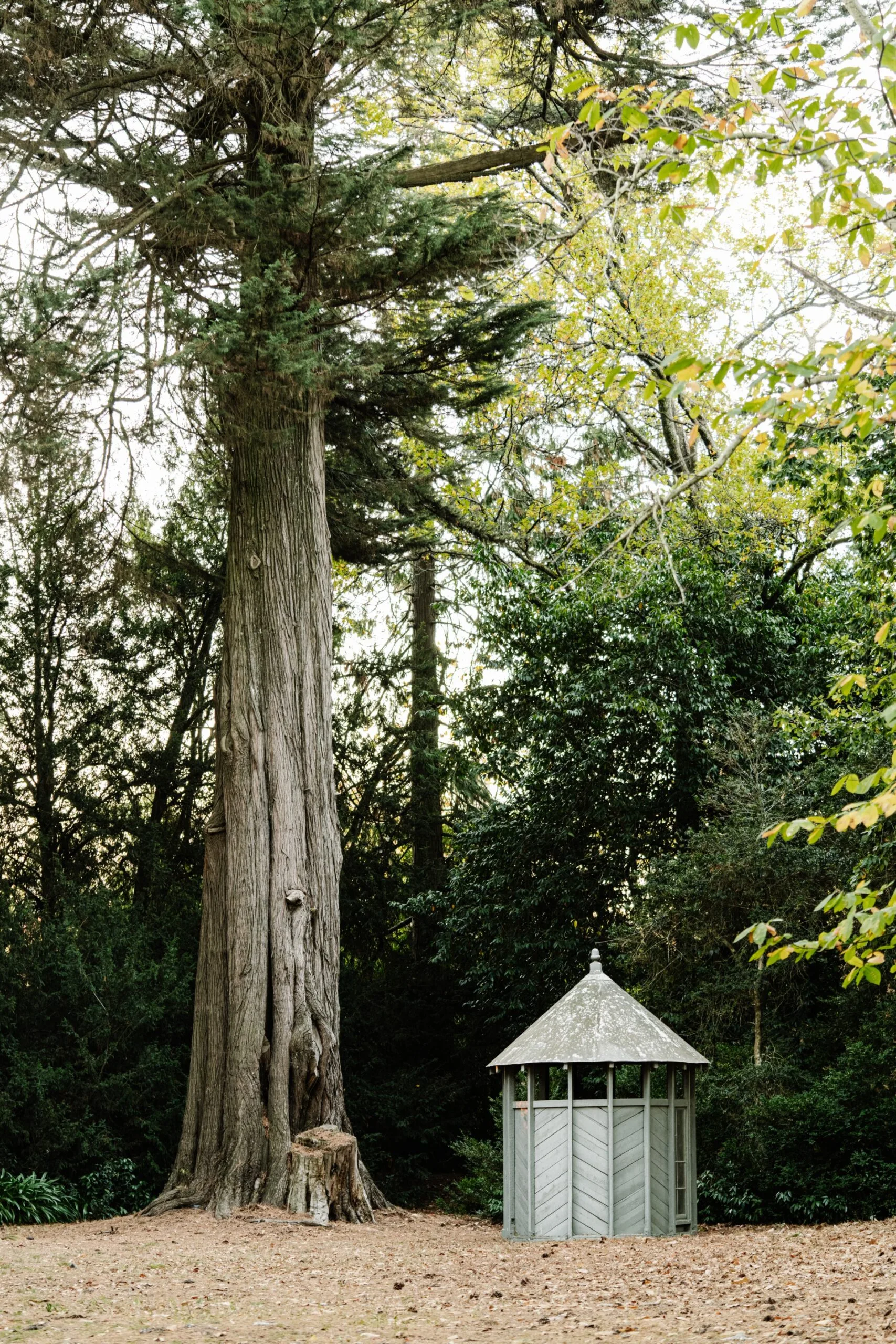 Tall tree beside a small wooden gazebo in a forest clearing.