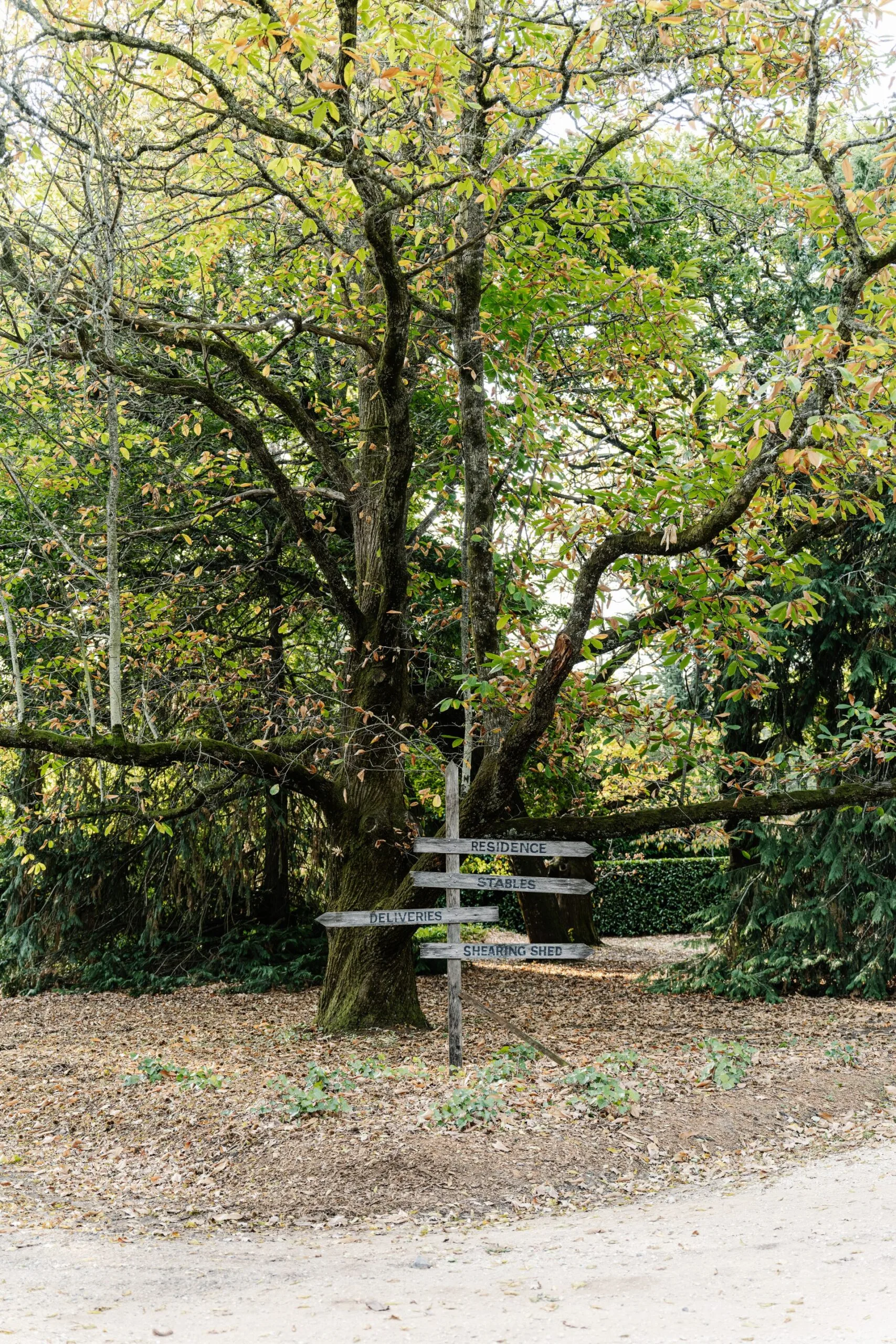 A signpost framed by a 170-year-old chestnut tree.