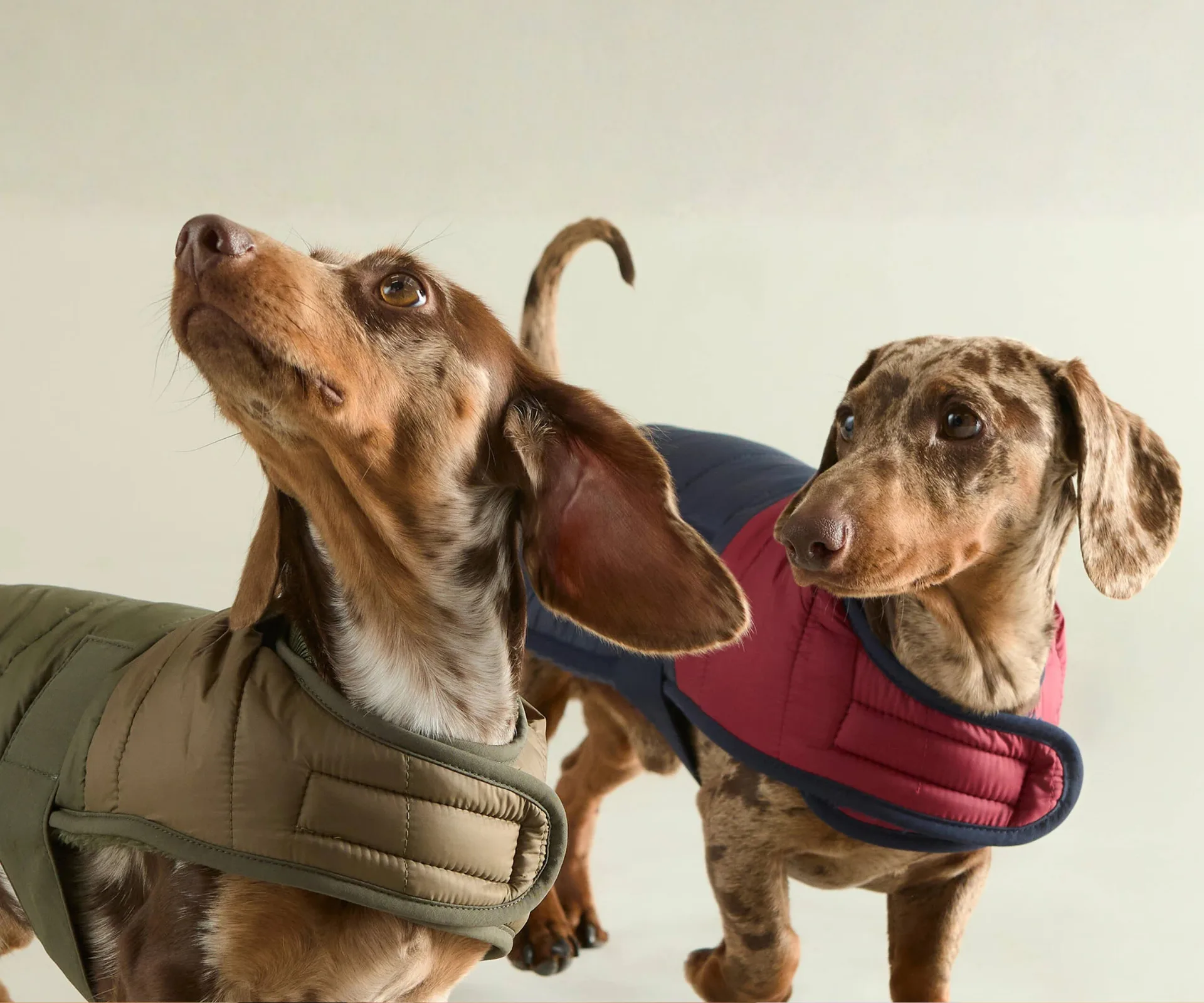 8 of the best pet brands for stylish dog clothes & accessories | Home  Beautiful