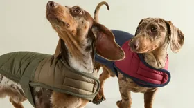 Embrace ‘The Doghouse’ with our guide to stylish dog accessories