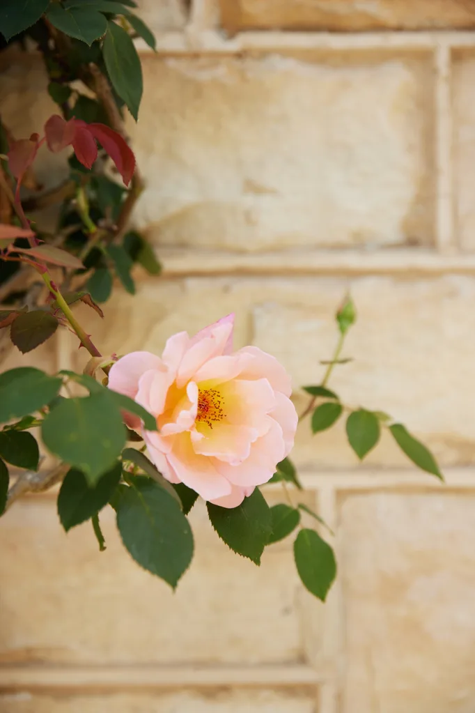 Blue Mountains home garden flower camellia stone wall
