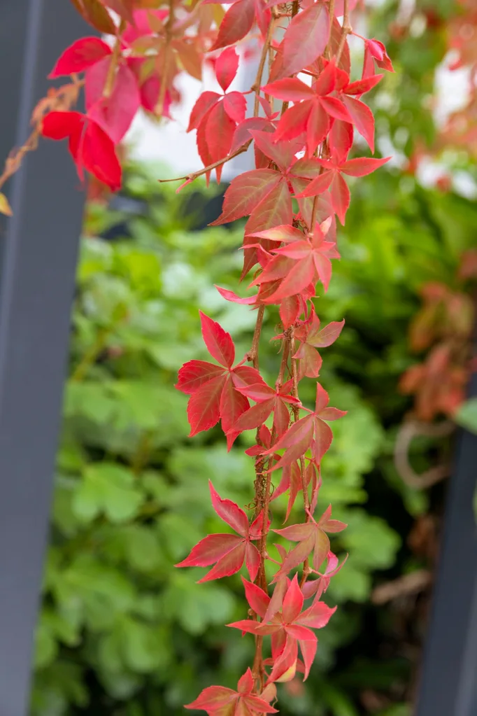 A close up photo of red foliage from crimson glory vine.