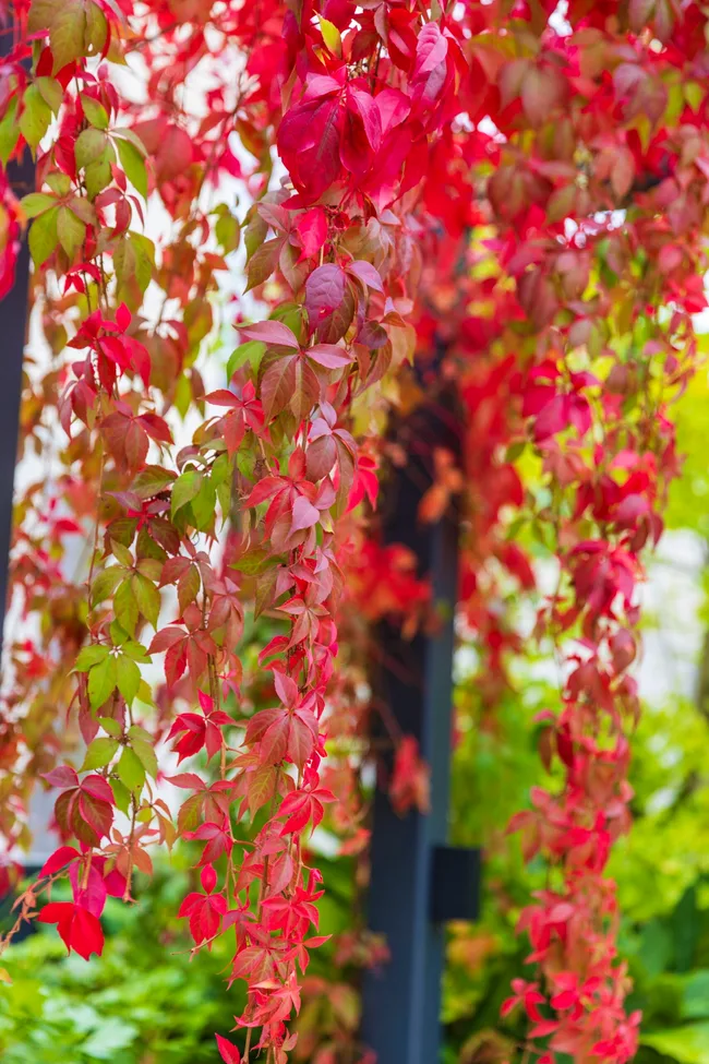 A close up photo of crimson glory vine foliage, cascading down towards the ground from the black posts it is growing around.