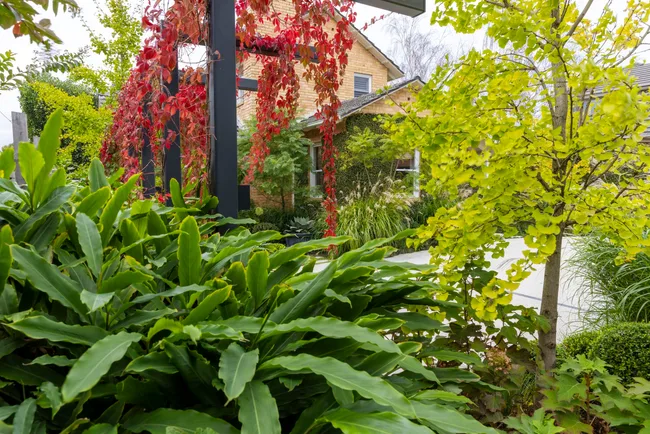 Lush garden with various green plants, crimson glory vine on a black arbour, and a brick house in the background.