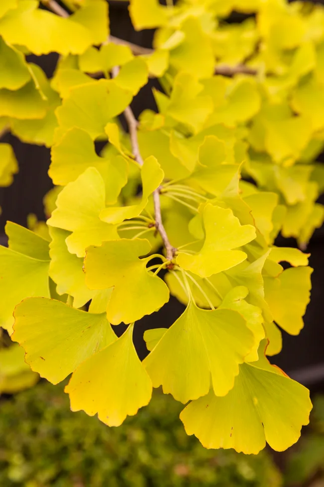 A close up photo of yellow Gingko Biloba foliage.