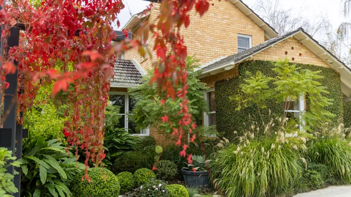 Charming brick house with lush greenery and vibrant red leaves in the garden. The red leaves are crimson glory vine, which is spilling off black posts in the foreground of the image.
