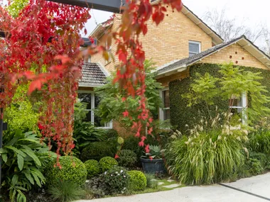 Charming brick house with lush greenery and vibrant red leaves in the garden. The red leaves are crimson glory vine, which is spilling off black posts in the foreground of the image.