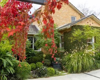 Charming brick house with lush greenery and vibrant red leaves in the garden. The red leaves are crimson glory vine, which is spilling off black posts in the foreground of the image.