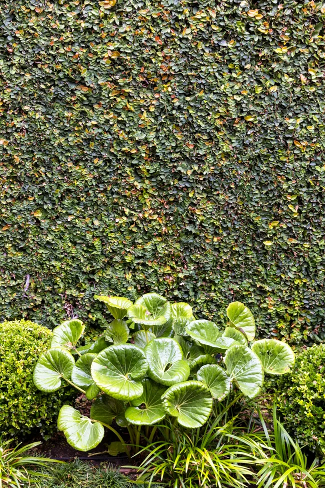 Lush, green garden filled with tractor seat plants with dense foliage against a leafy ivy-covered wall backdrop.