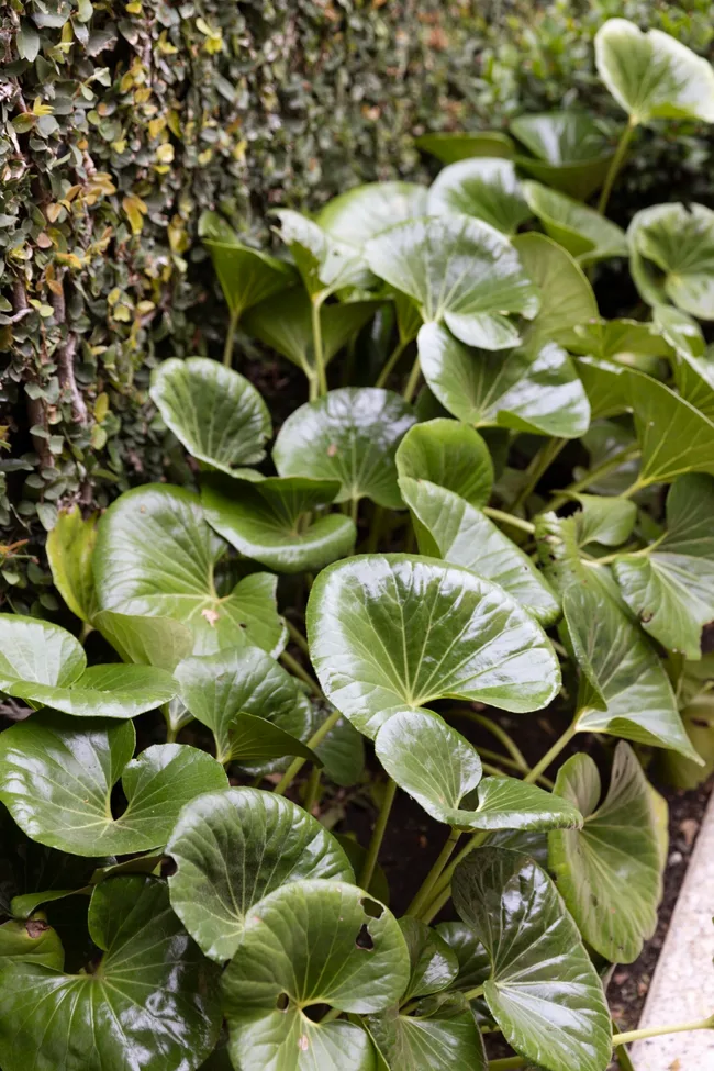 A close up photo of tractor seat plant. This has large, round, green foliage.