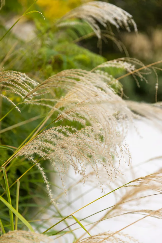 A close up photo of evergreen miscanthus.