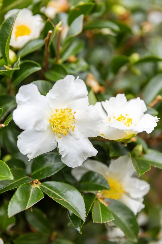 White camellia flowers with yellow centers surrounded by glossy green leaves. The common name is Poached Egg Camellias.