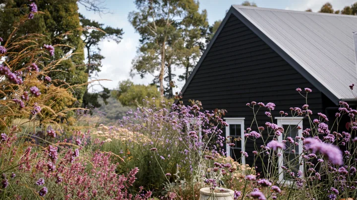 Cottage-style garden with purple flowers and a black wooden house in the background.