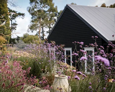 Cottage-style garden with purple flowers and a black wooden house in the background.