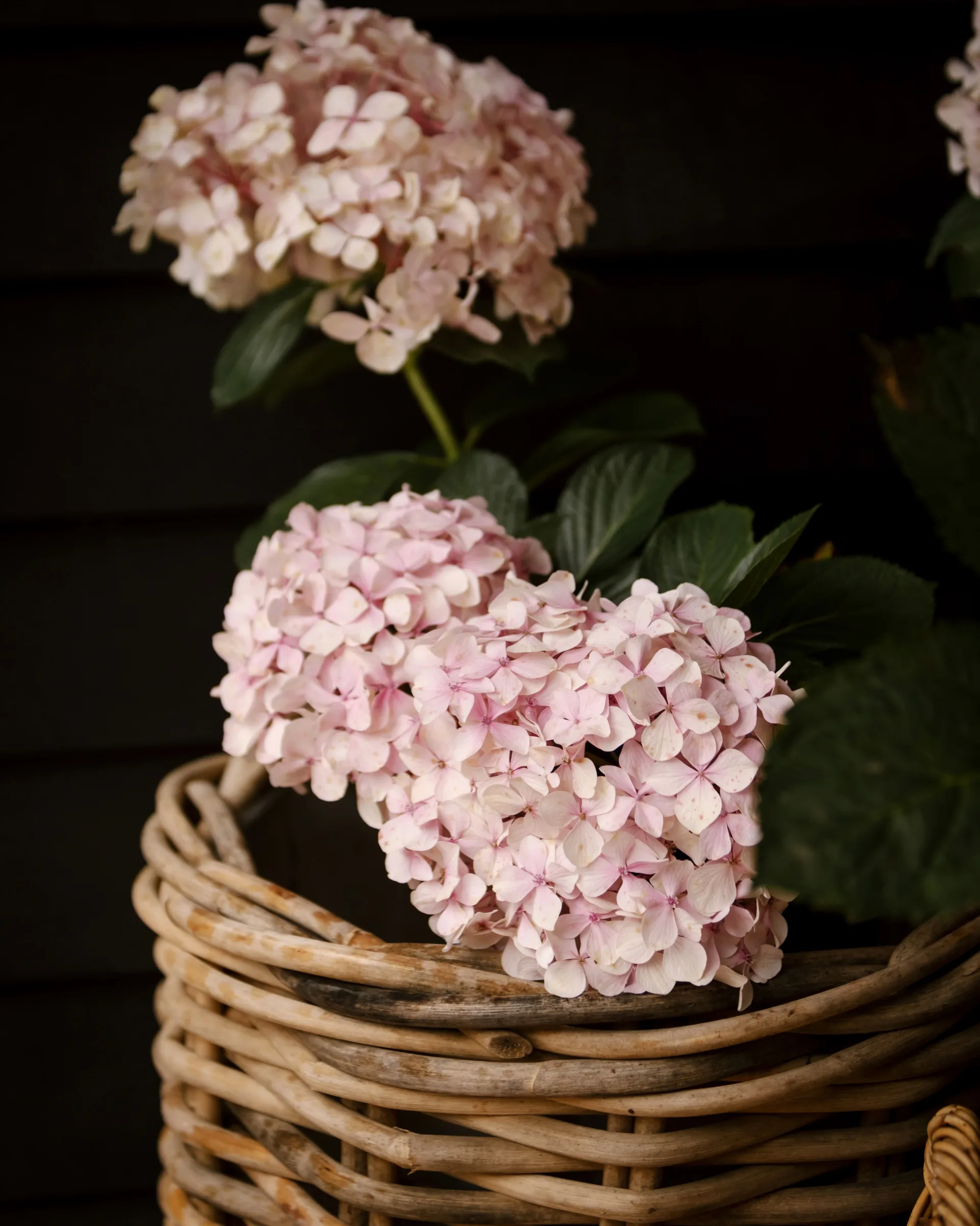 Pink hydrangea flowers in a wicker basket against a dark background.
