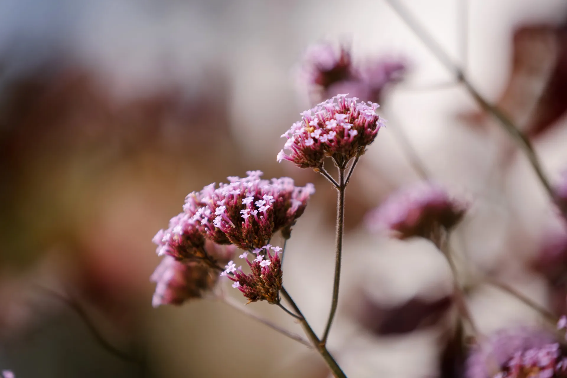 Close-up of delicate pink flowers with blurred background.