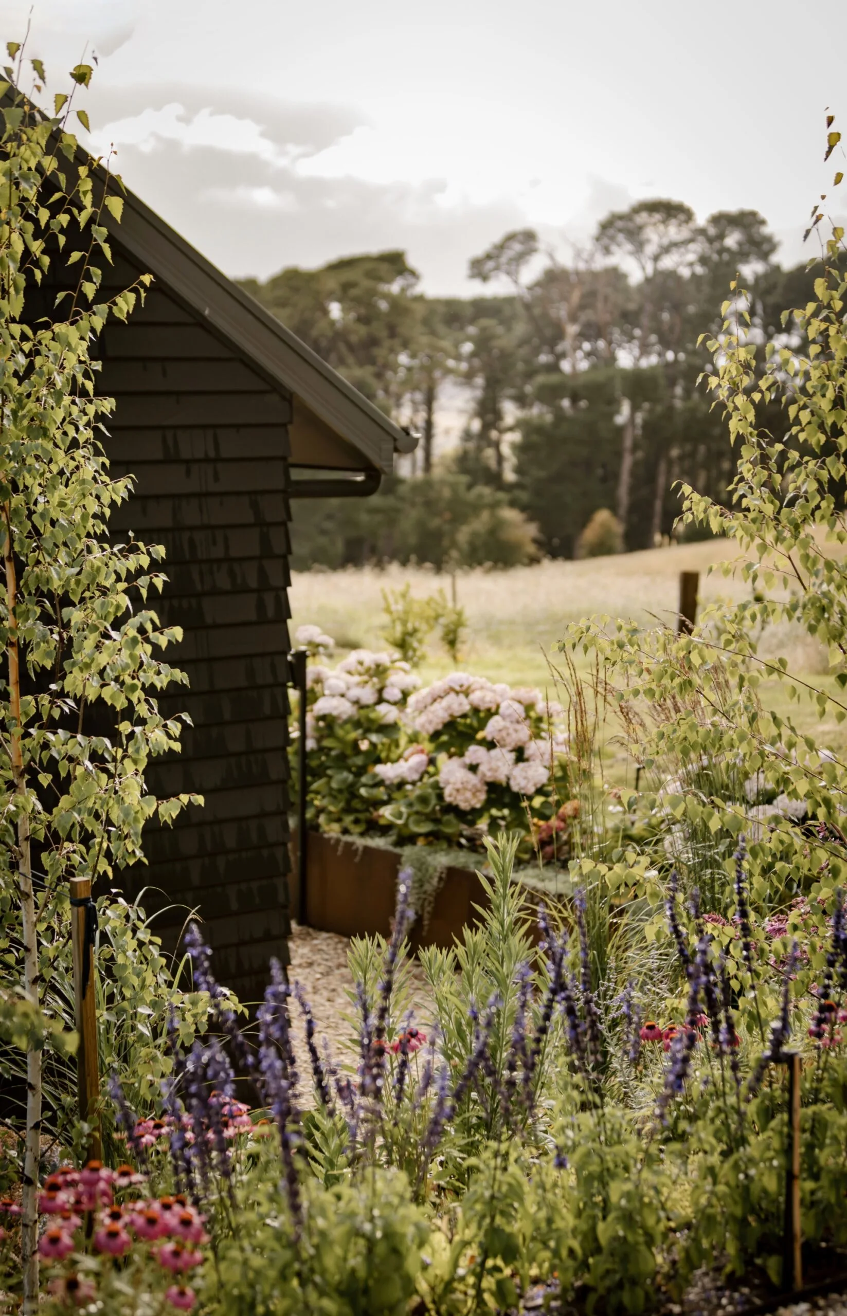 A lush garden with hydrangeas and wildflowers beside a dark wooden shed and open field background.