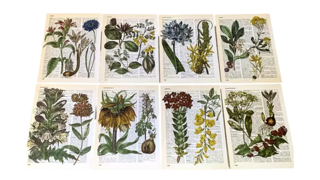 Botanical drawings printed on aged loose book pages.