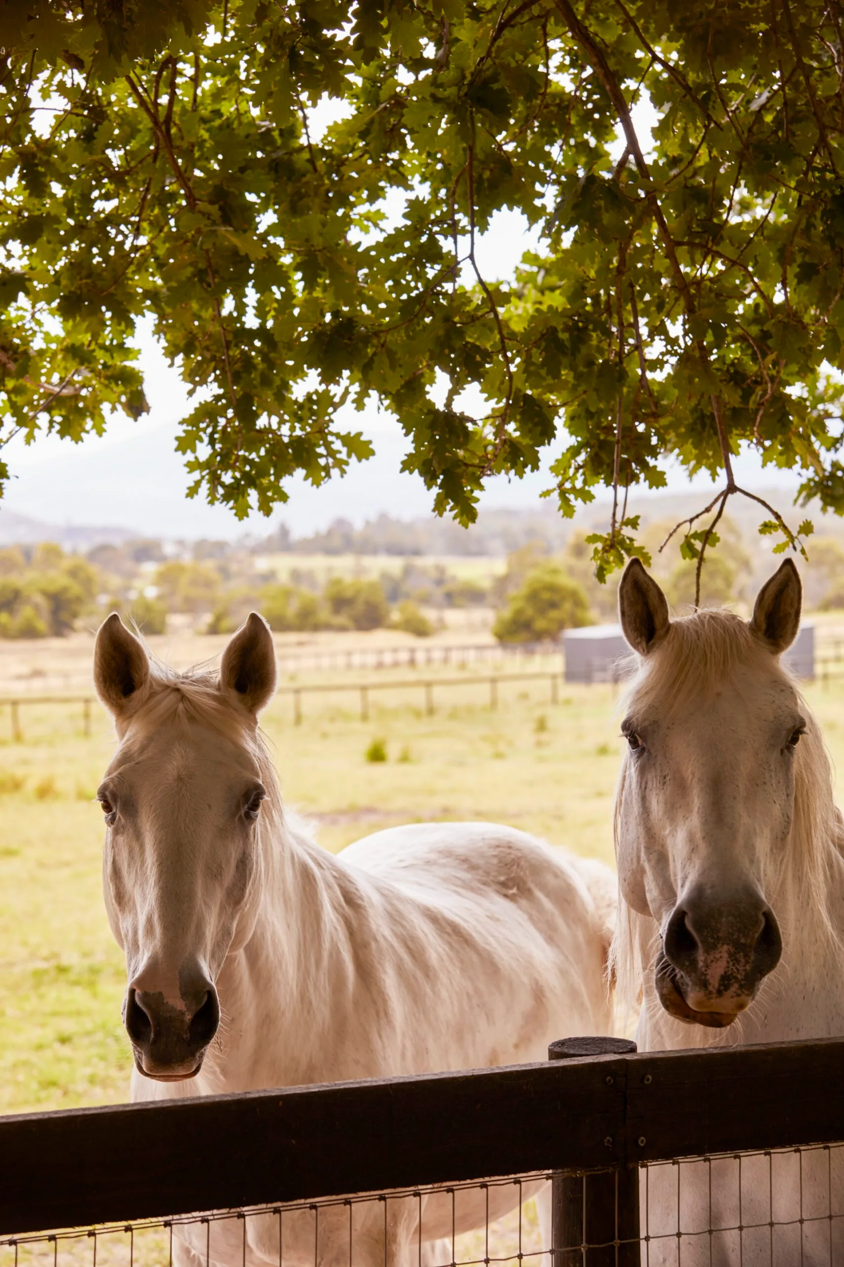 Balzan Coldstream outdoor horse
