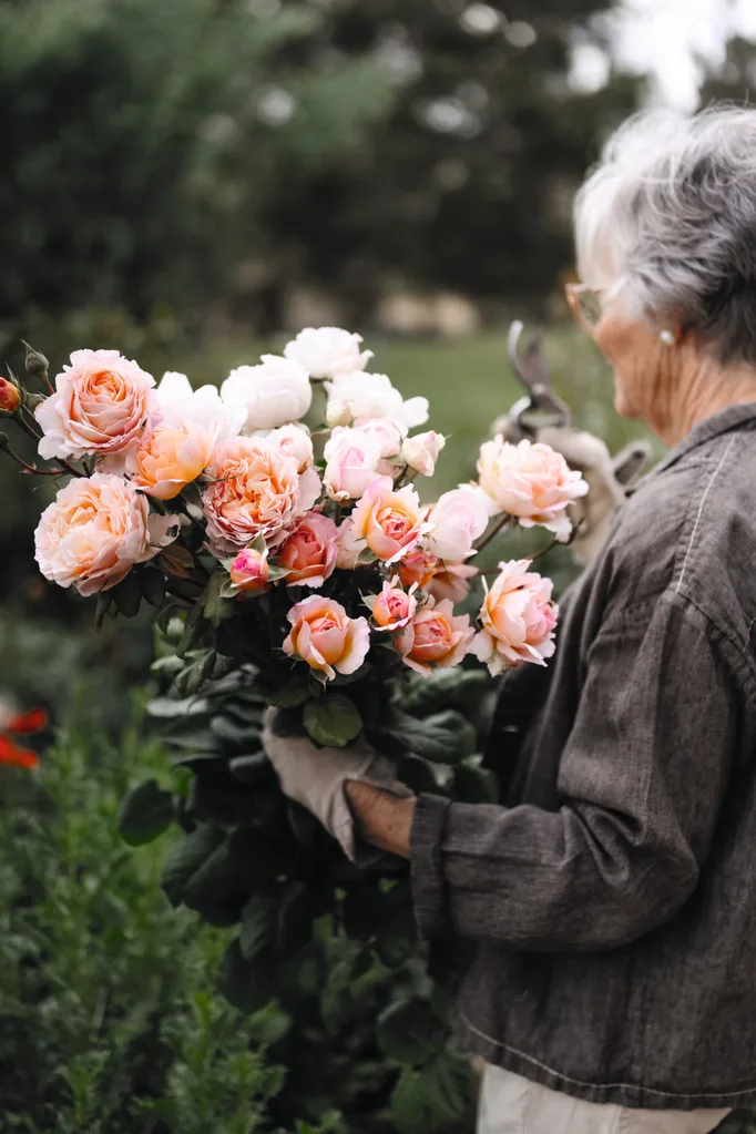 A woman with short grey hair, glasses and white stud earrings standing in garden, holding a large bouquet of pink roses, wearing gloves and trimming flowers.