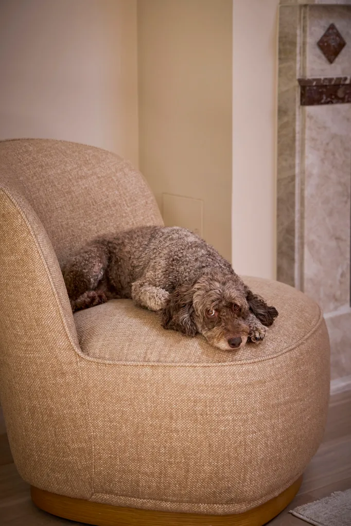 Steph and Gian's dog on an armchair