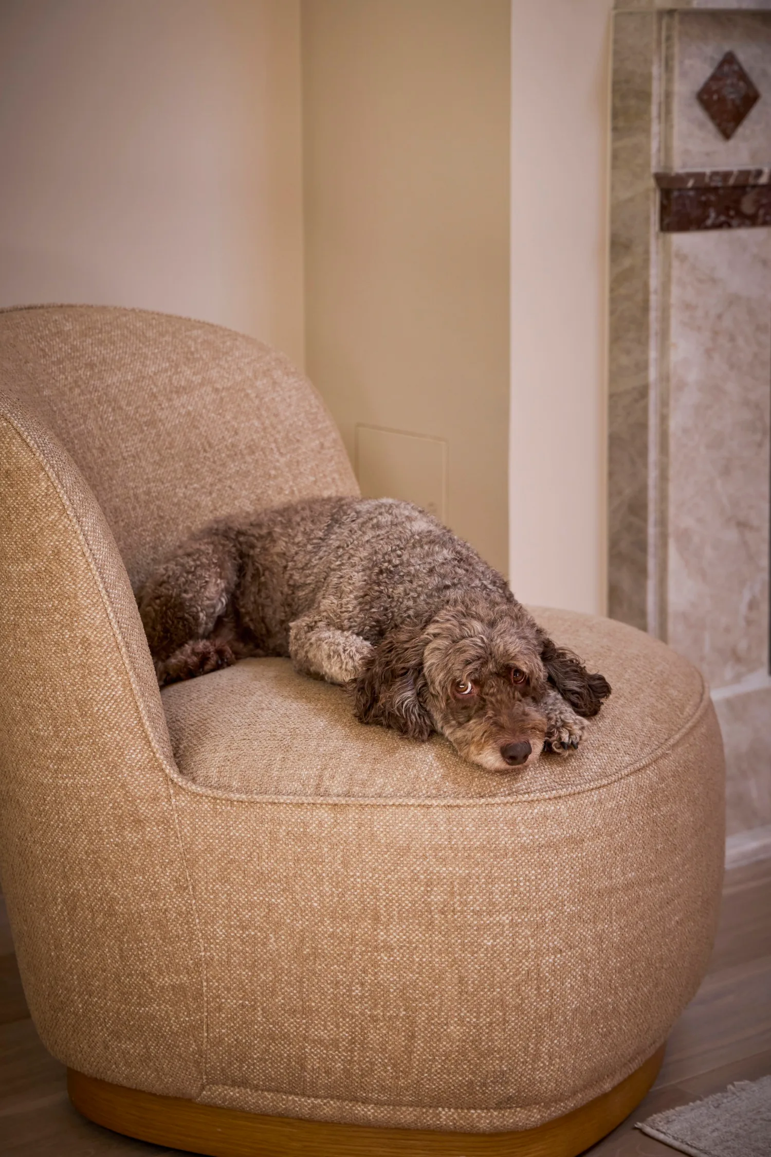 Steph and Gian's dog on an armchair
