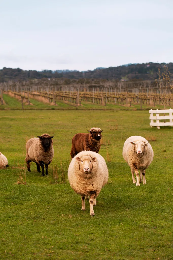 Yarra Valley home interior designer Carolyn Burns-McCrave sheep