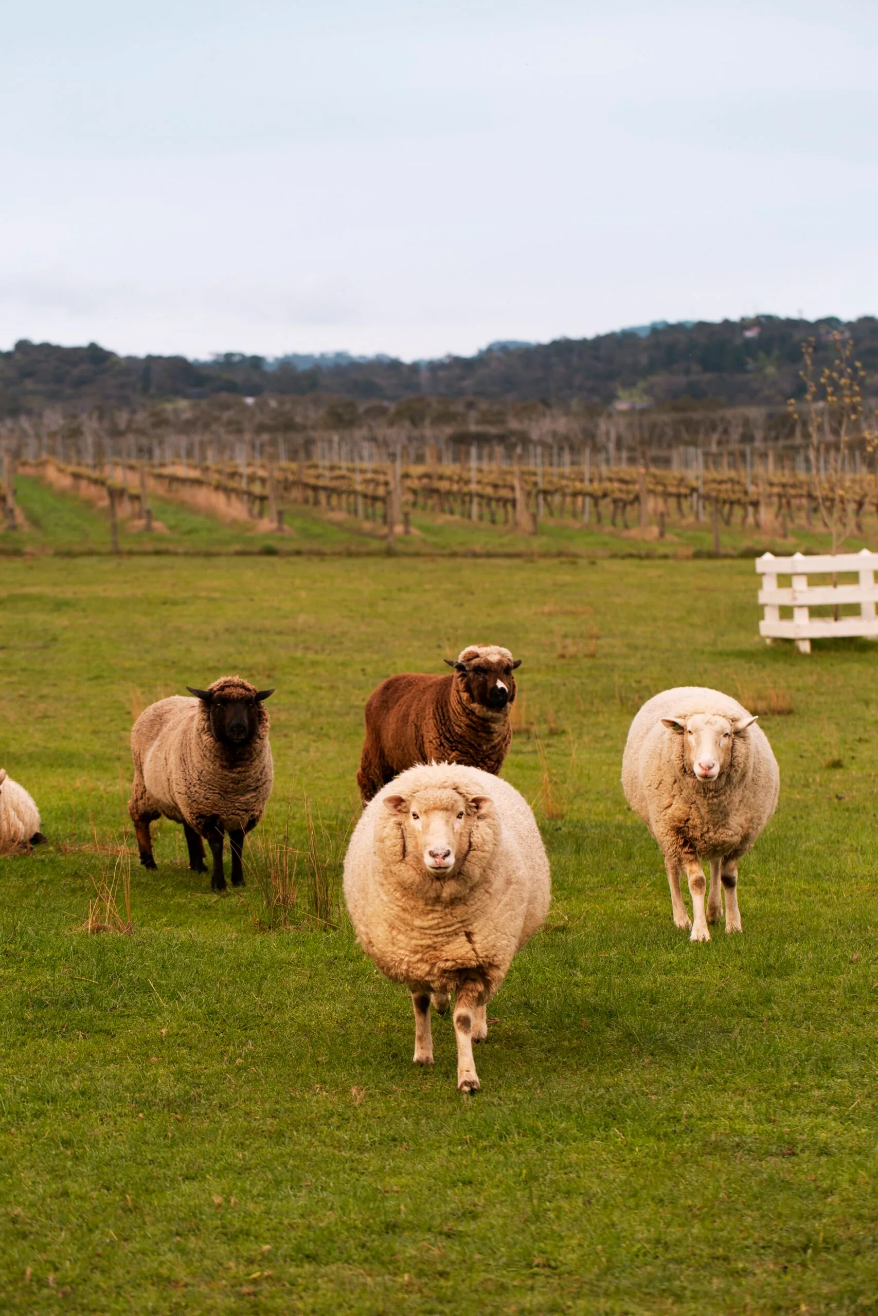 Yarra Valley home interior designer Carolyn Burns-McCrave sheep
