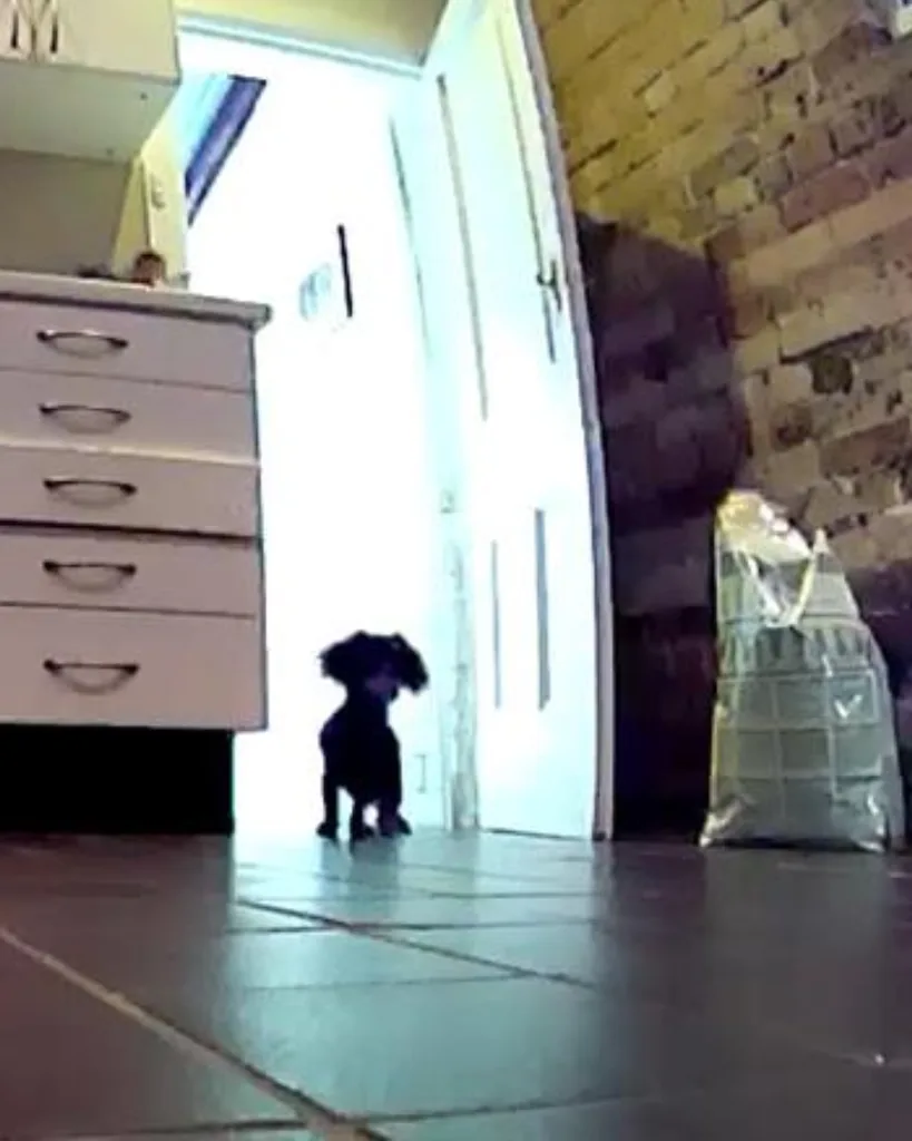 Video imagery from the Dreame robot vacuum, a make-shift pet camera