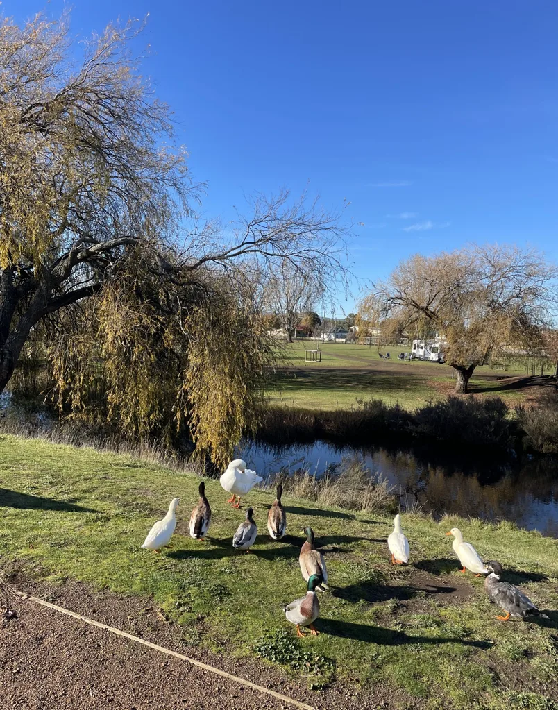 Ducks in Deloraine in Tasmania on family road trip
