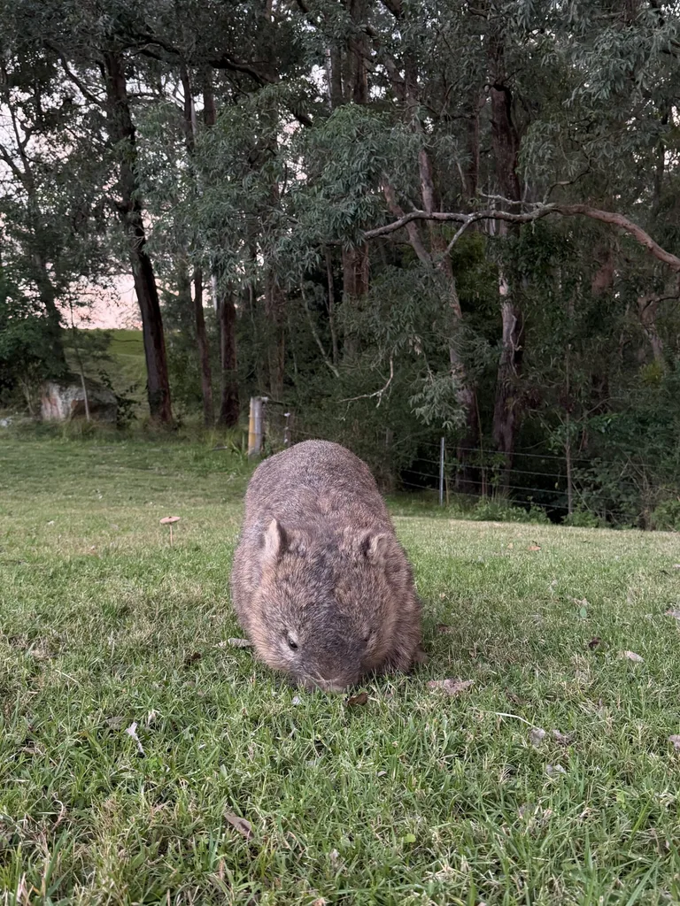 Australian native animal wombat eating grass on green rolling hills in the Kangaroo Valley bushland