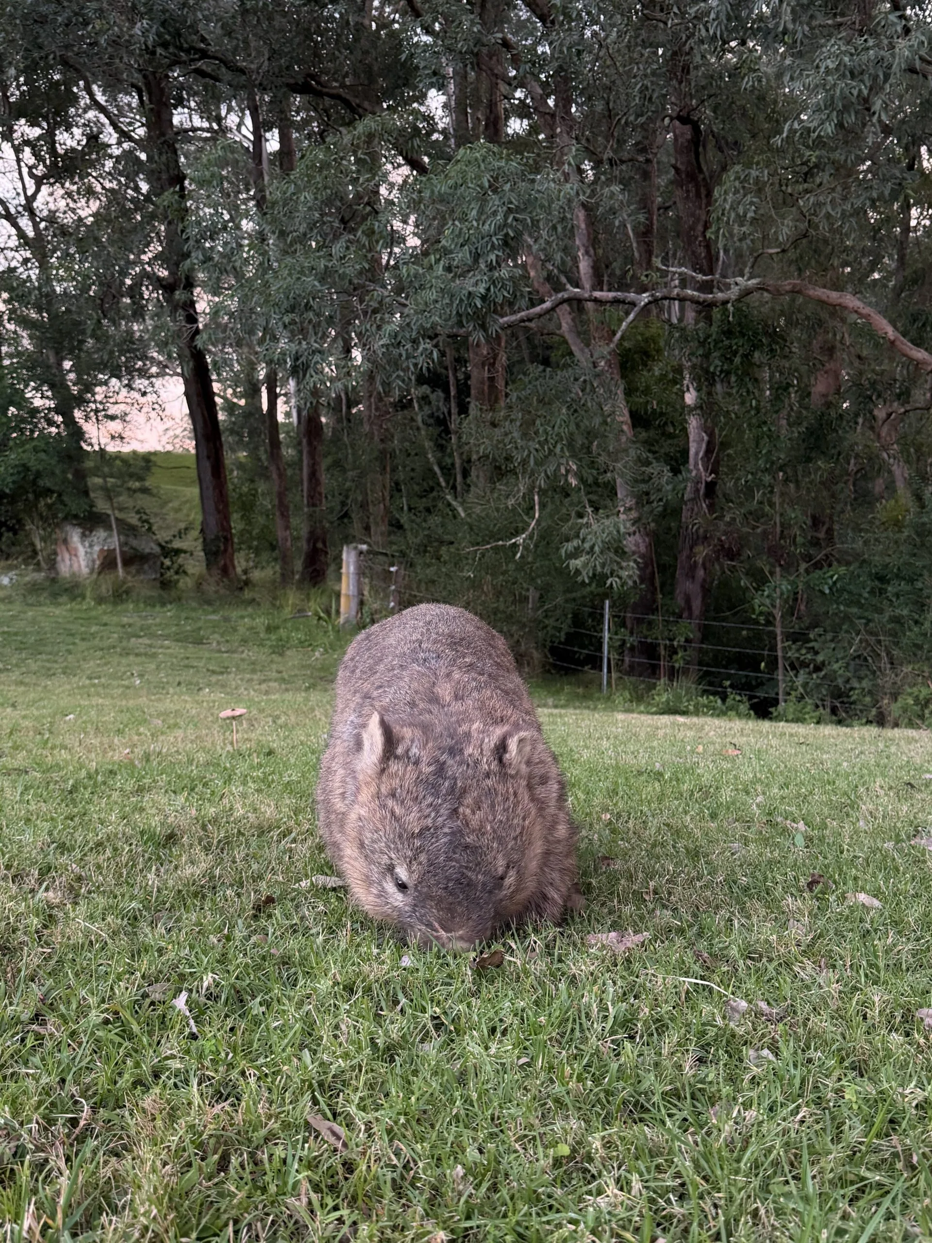 Australian native animal wombat eating grass on green rolling hills in the Kangaroo Valley bushland