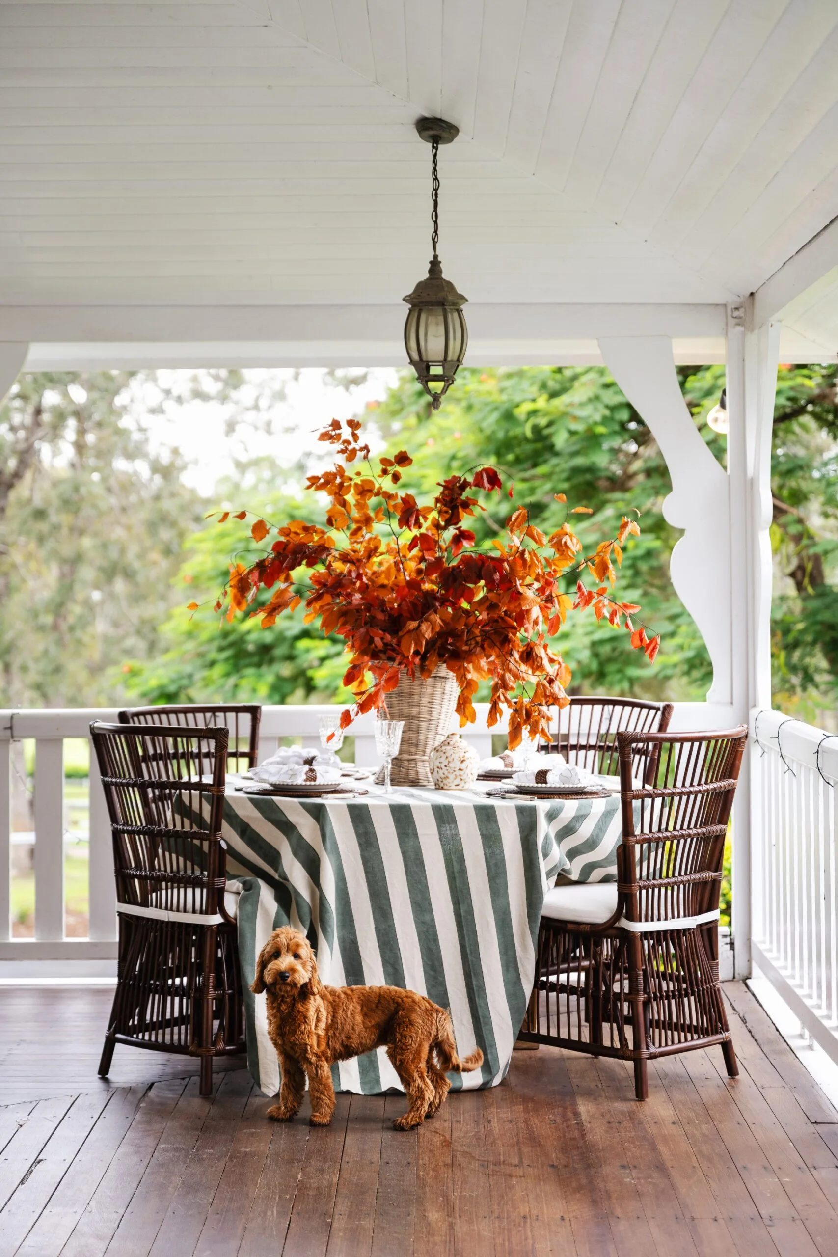 Rosewood Farm Queenslander alfresco dog