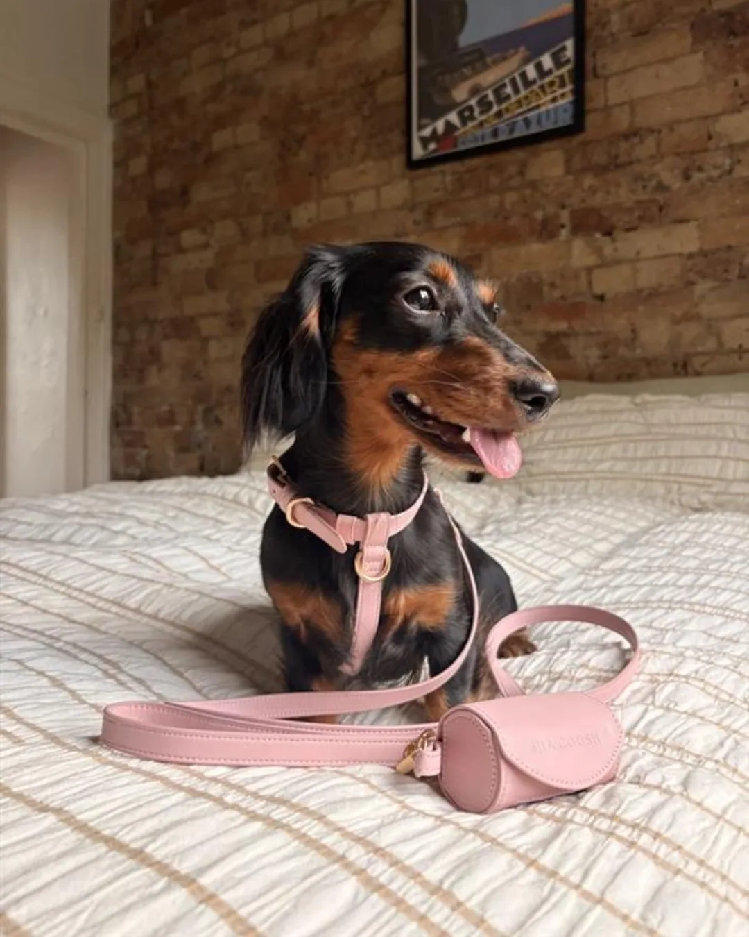 Ring Camera + Lola Mini Daschund Pet Camera