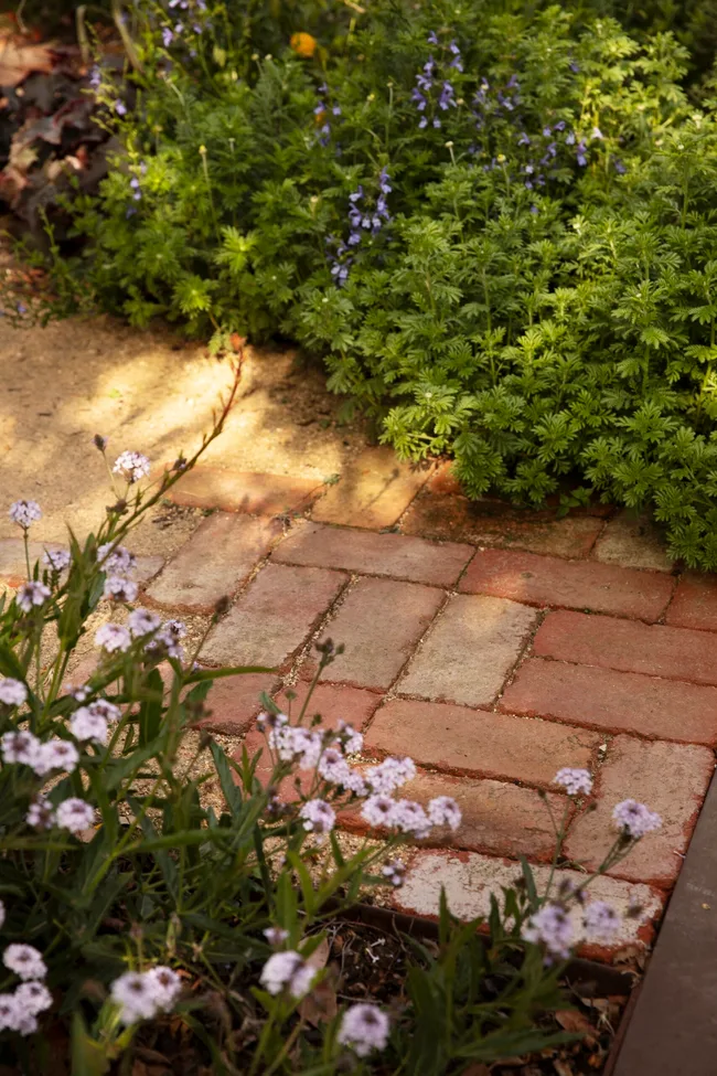 A brick and gravel pathway, with garden beds on either side. Verbena rigida &lsquo;Polaris&rsquo; is on one side, while greenery is on the other.