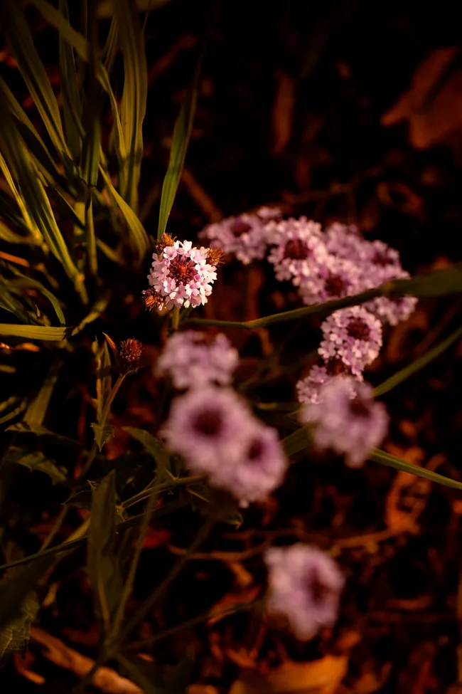 A close up photo of Verbena rigida &lsquo;Polaris&rsquo;. This plant creates a field of silvery lilac flowers.
