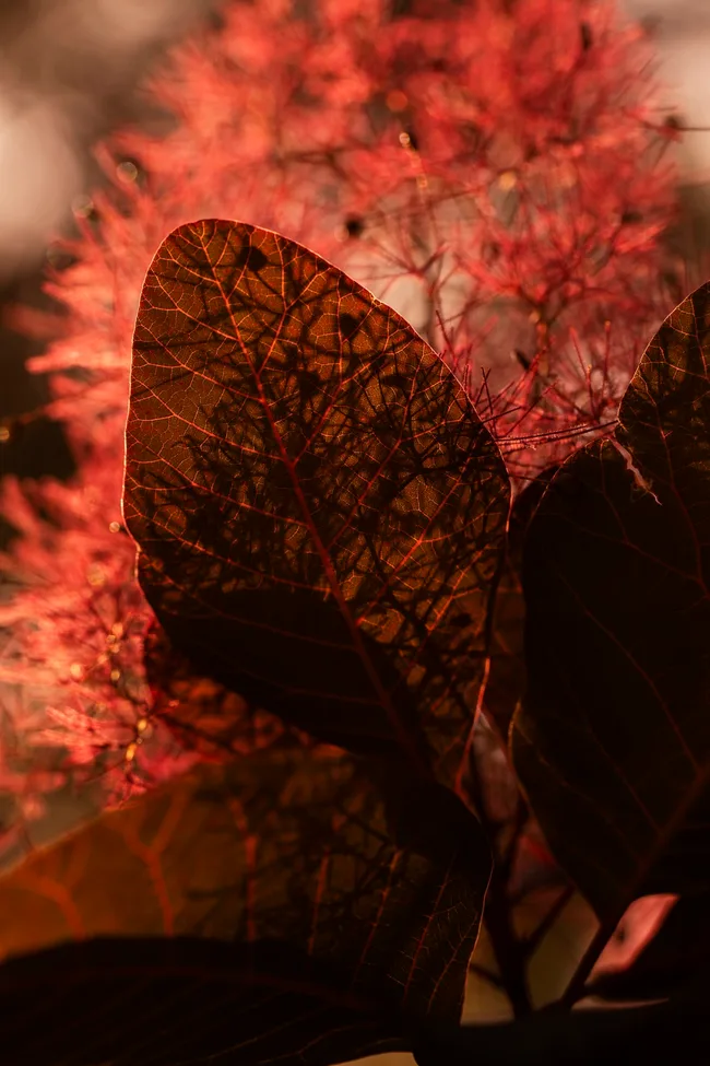 A close up photo of Cotinus coggygria &lsquo;Grace&rsquo;. The wine-red smoke bush filters light through cloud-like flower clusters.