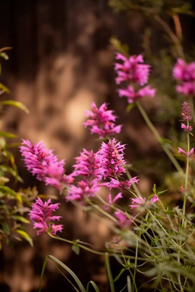 A close up photo of pink Agastache &lsquo;Sweet Lili&rsquo;.