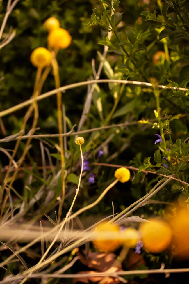 A close up photo of yellow billy buttons.