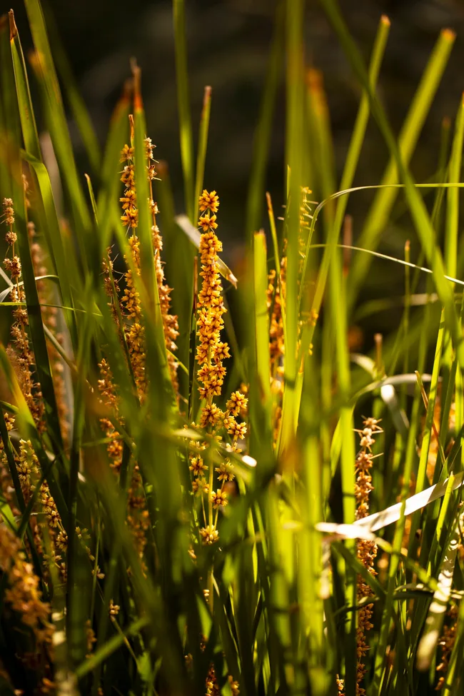 A close up photo of Lomandra longifolia, a robust grass with yellow flowers.