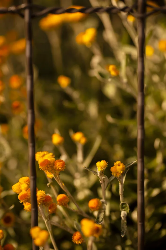 A close up photo of yellow buttons, also known as Chrysocephalum apiculatum
