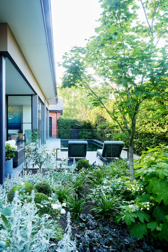 Layered garden beds filled with silvery foliage and greenery beside the home’s contemporary extension and swimming pool.