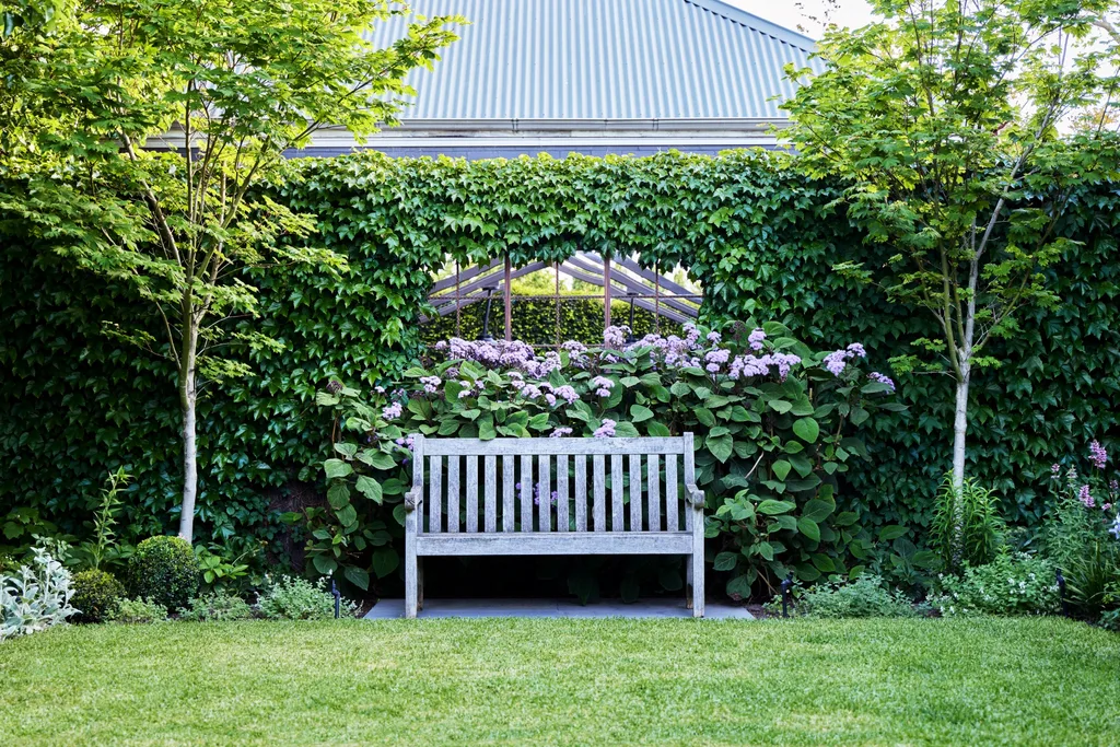 Timber garden bench nestled among flowering hydrangeas beneath a wall covered in lush Boston ivy.