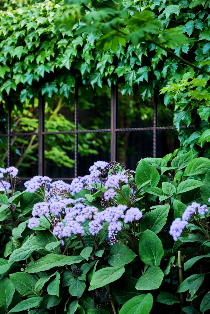 Fluffy lilac flowers of Bartlettina sordida surrounded by lush green foliage and Boston ivy.
