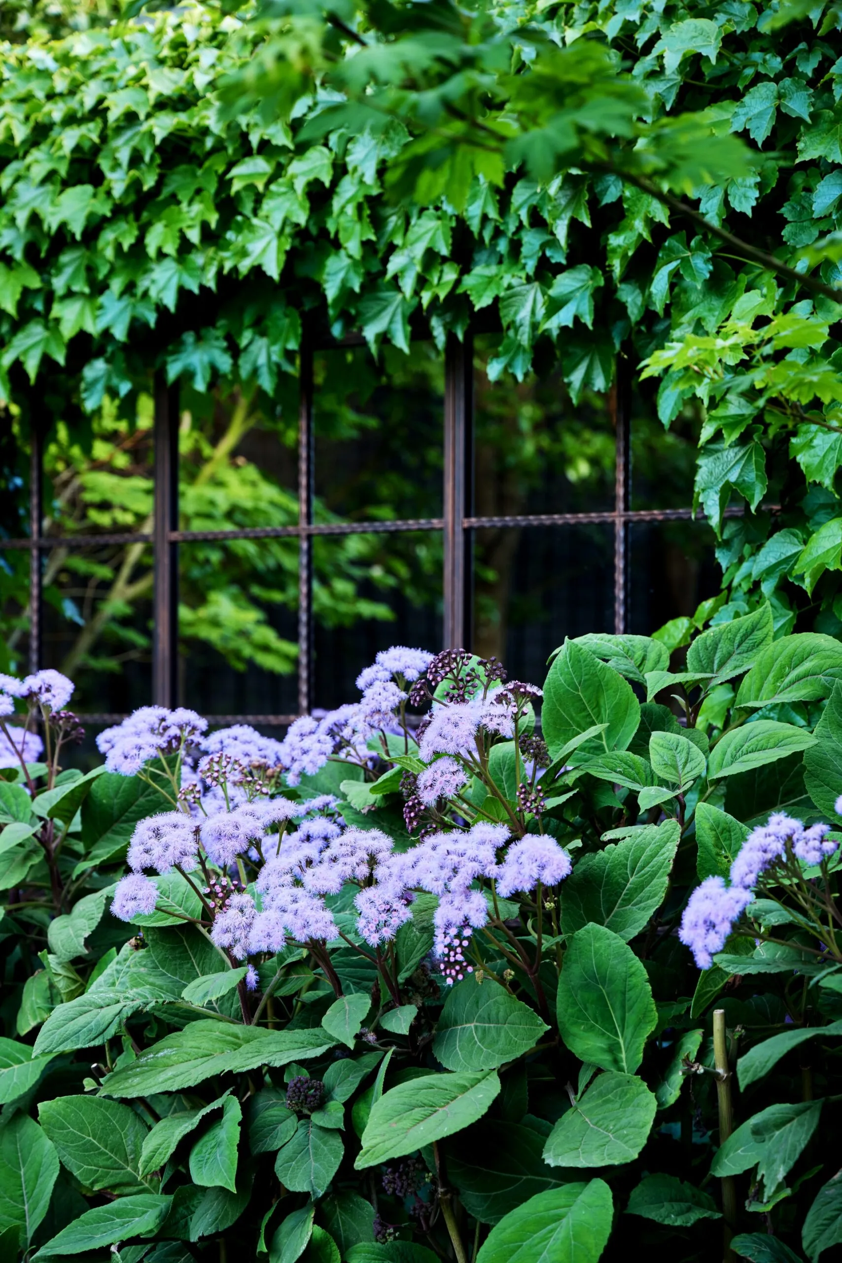Fluffy lilac flowers of Bartlettina sordida surrounded by lush green foliage and Boston ivy.