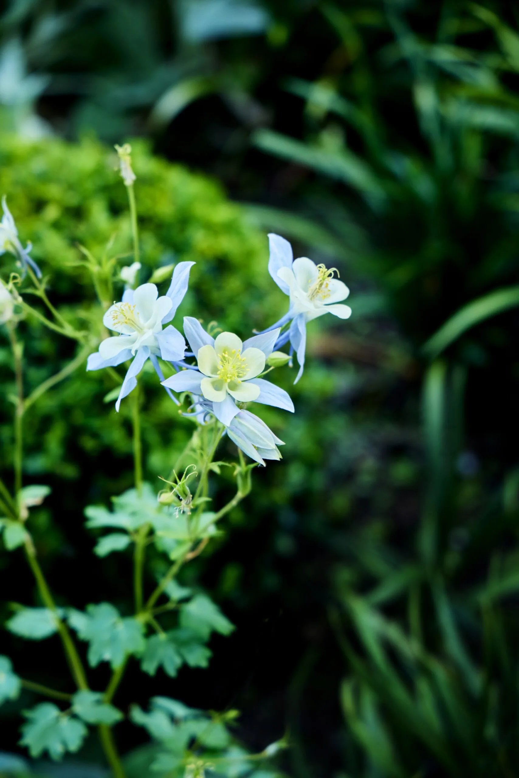 Delicate pale blue and white Aquilegia coerulea flowers growing in the Melbourne garden.