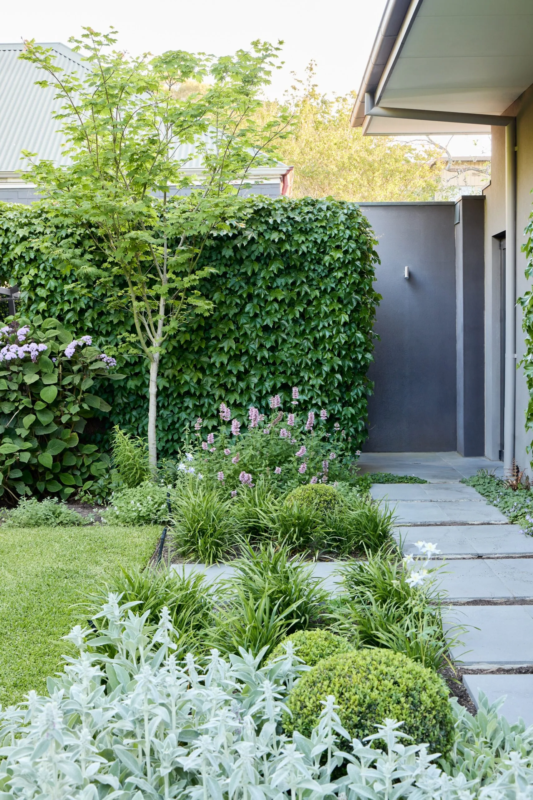 Layered garden beds featuring lamb&rsquo;s ear, clipped box balls, perennials and trees beside a bluestone path.