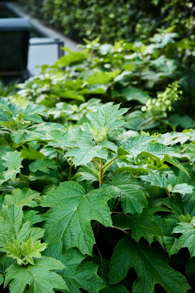 Lush green foliage of an oak-leaf hydrangea growing in the garden.