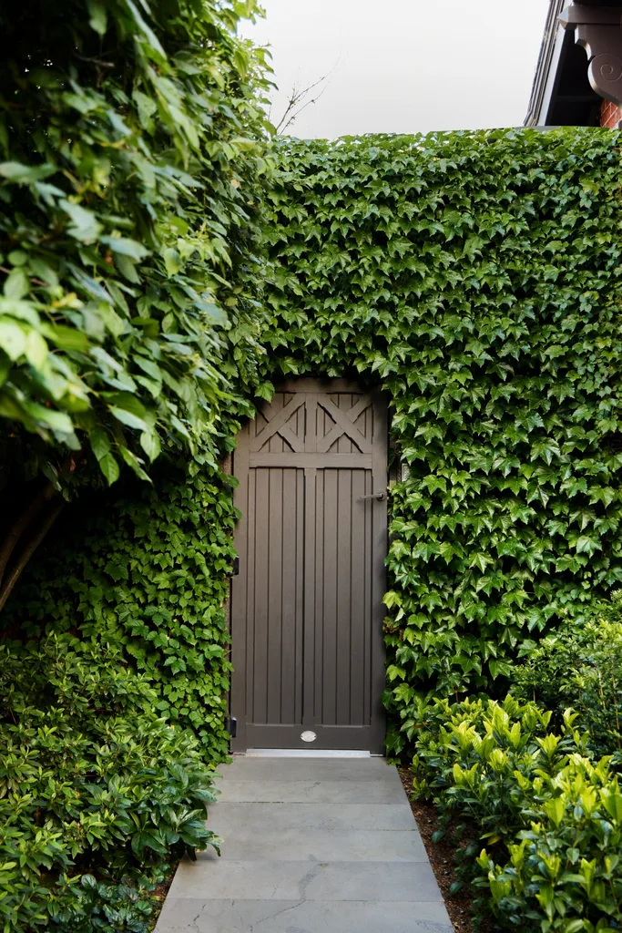 Charcoal timber gate surrounded by thick Boston ivy and lush foliage in the Melbourne garden.