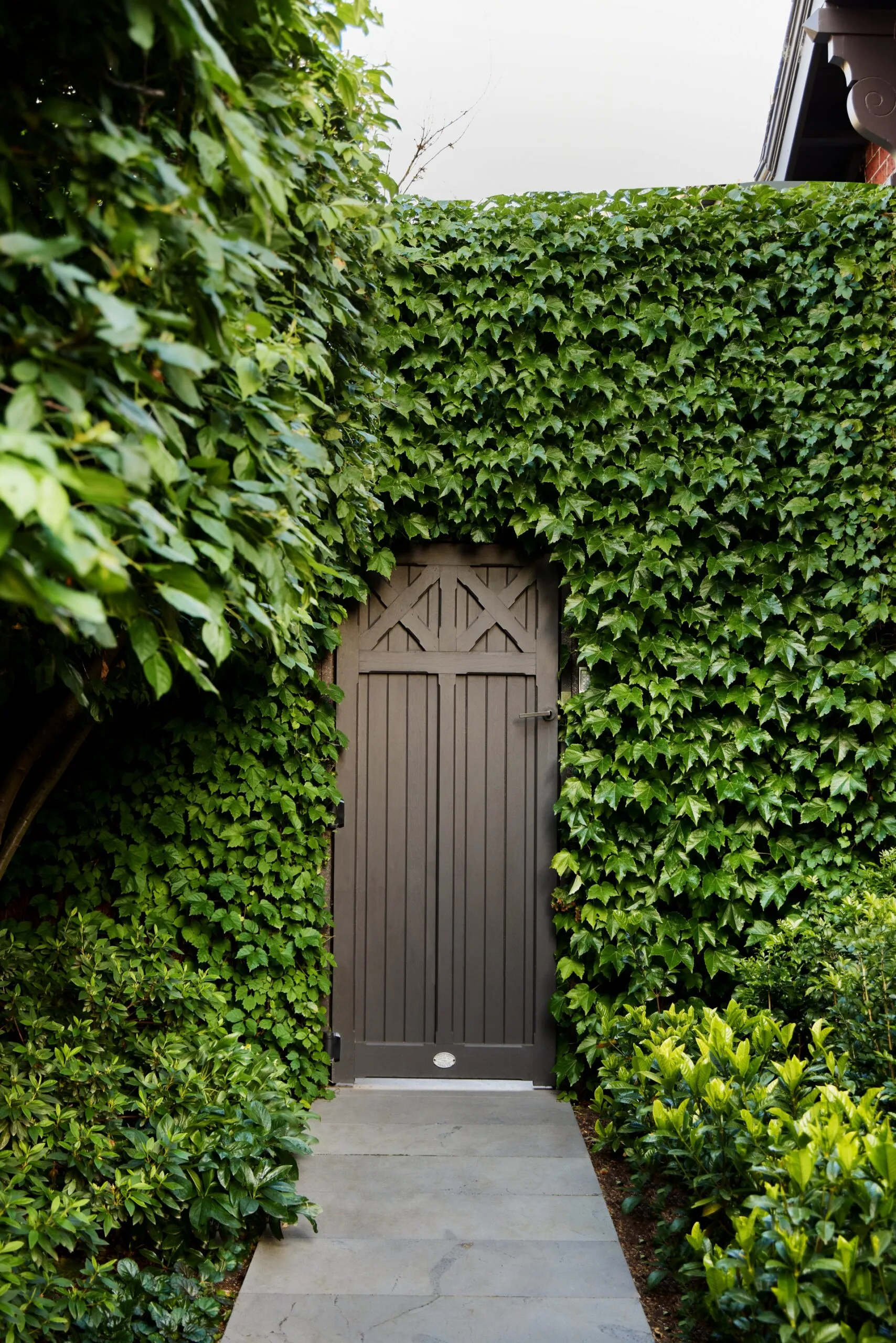 Charcoal timber gate surrounded by thick Boston ivy and lush foliage in the Melbourne garden.